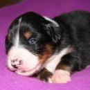 Akiba und Sunnys  Nachwuchs